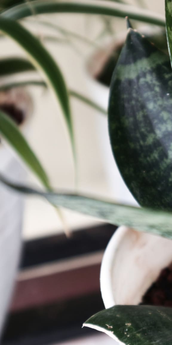 a green leafy plant in a pot on a window sill