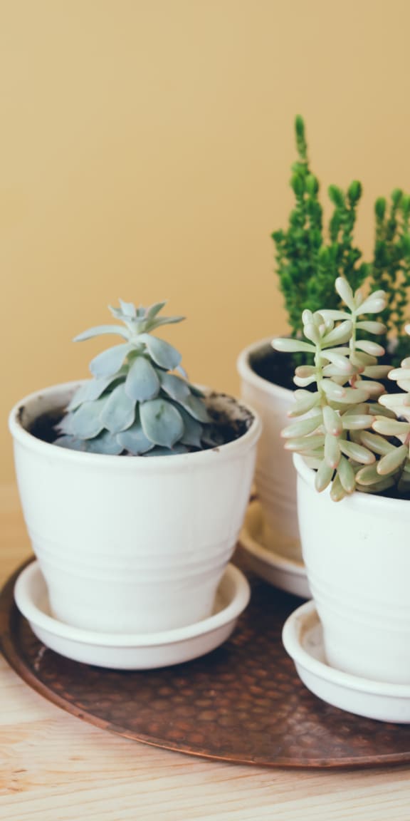 three pots of succulent plants on a wooden table