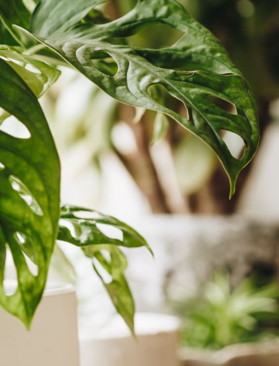 a close up of a green plant in a room