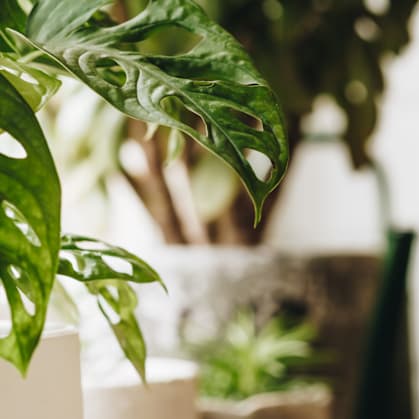 A green leafy plant in a white pot.