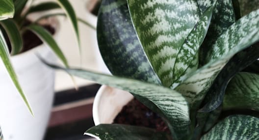 A close up of a green and white leafy plant.