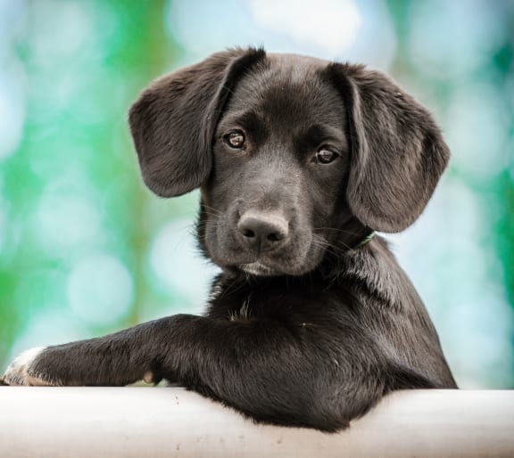 Adorable Small Puppy with Paw on Fence