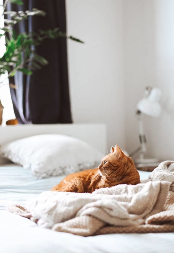 a cat laying on a bed with a blanket