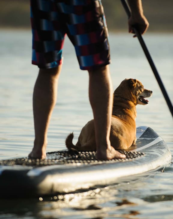 a man and a dog on a paddle board