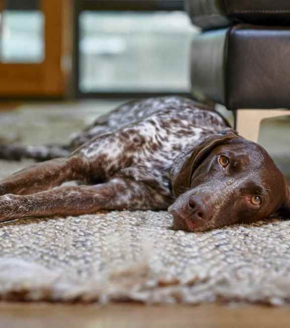 A brown dog with spots is lying on a rug. at Arcadia Cartersville Apartments, Georgia