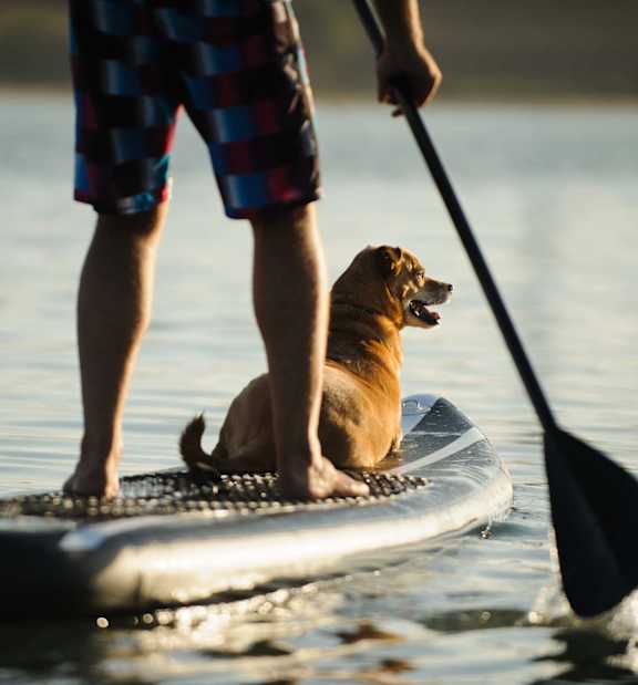 A man and his dog are paddleboarding on the water.