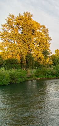 a river with trees on either side and a city in the background