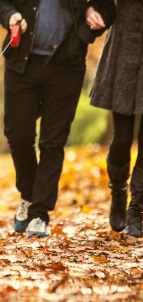 A dog is walking on a leash with a person in a park.
