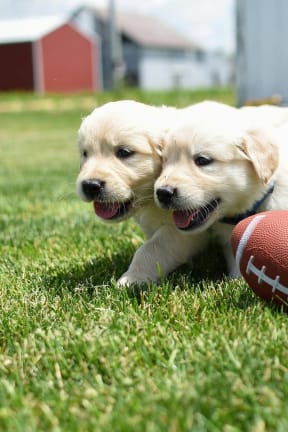 two puppies playing with a football in the grass