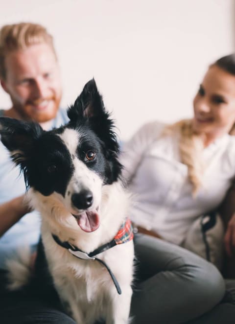 Couple With Dog at Chariot Pointe Apartments, Murfreesboro, 37130