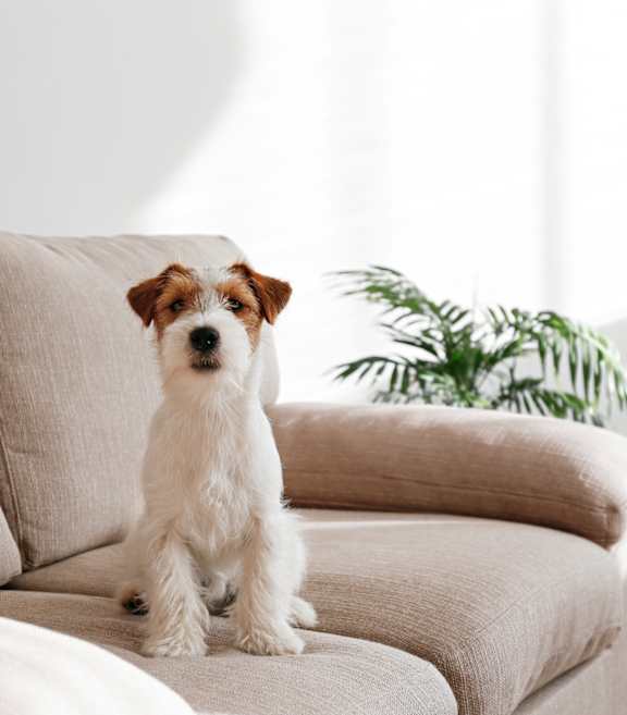 A small white dog with brown spots sits on a beige couch.