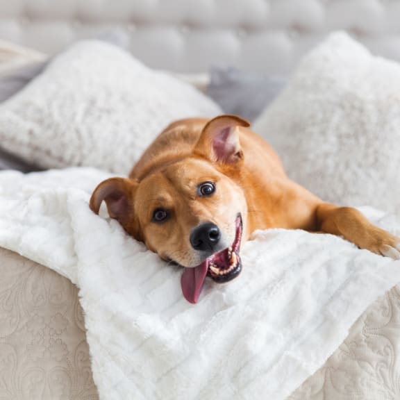 Dog laying on a bed with a white blanket