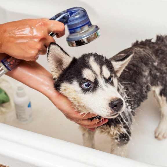 A person is washing a black and white husky puppy in a bathtub.