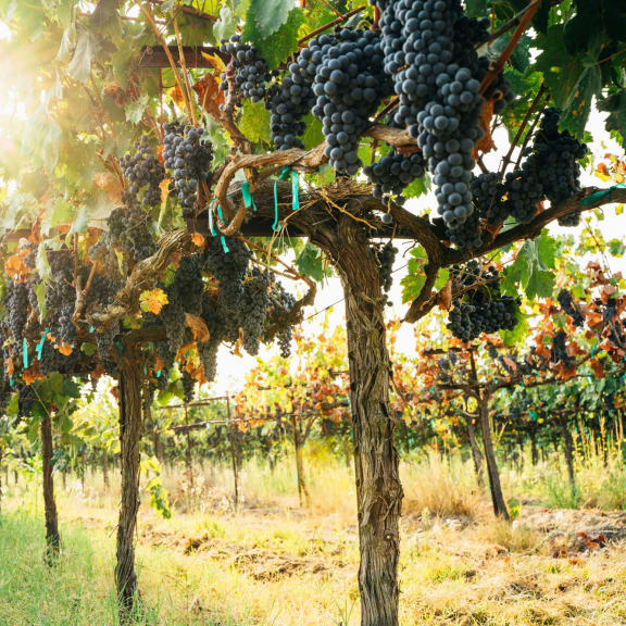 grapes growing on trees in a vineyard