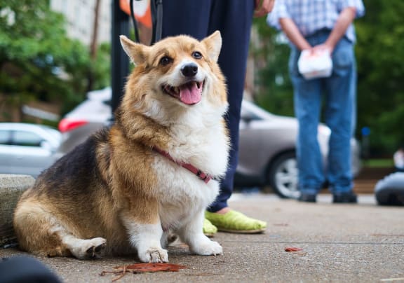 a brown and white dog sitting on the sidewalk next to people