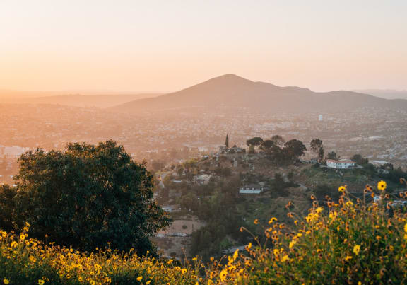 Ctyscape at sunset with a hill in the background and yellow flowers in the foreground