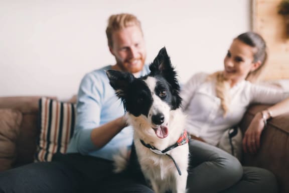a couple sitting on a couch with their dog