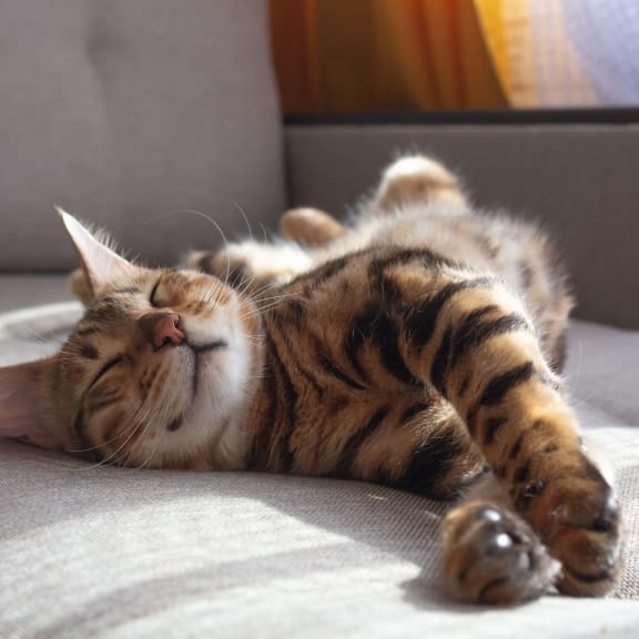 a cat sleeping on its back on a couch