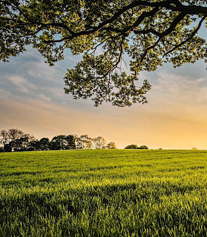 A tree branch is in the foreground of a green field.