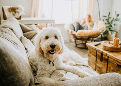a dog sitting on a couch in a living room