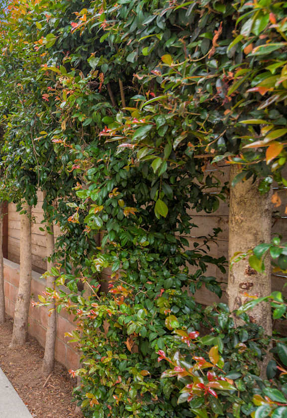 A walkway between two buildings with green plants on the sides.