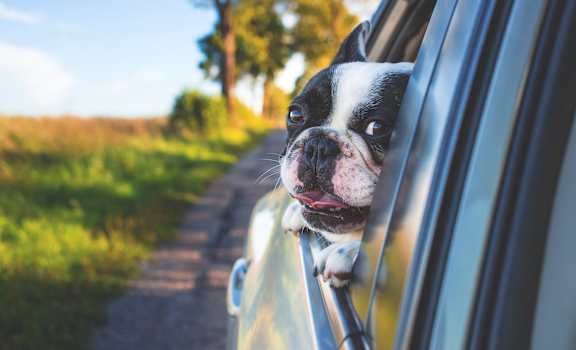 a black and white dog sticking its head out of a car window