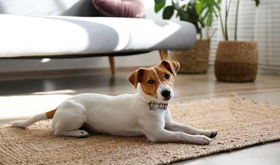 dog at home laying on blanket on the floor neaer couch