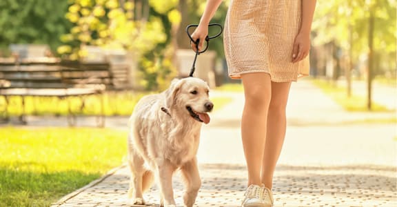 A person walking a dog on a leash in a park.