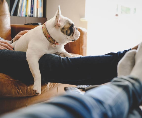 Stock image- pet on couch