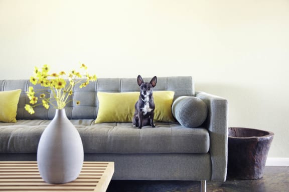 a dog sitting on a couch in a living room  at Madison Pointe Apartments, Cotulla, Texas