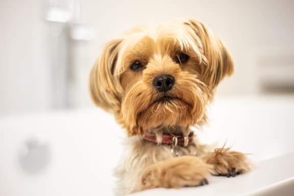 a small brown dog sitting on a bathroom counter