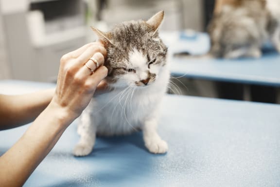 a woman is petting a cat on a table