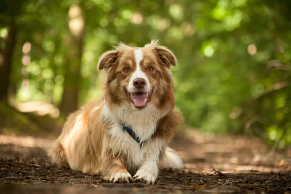 Dog Laying on Ground in Forested Area