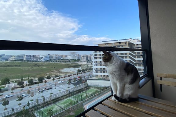 a cat sitting on a balcony looking out of a window
