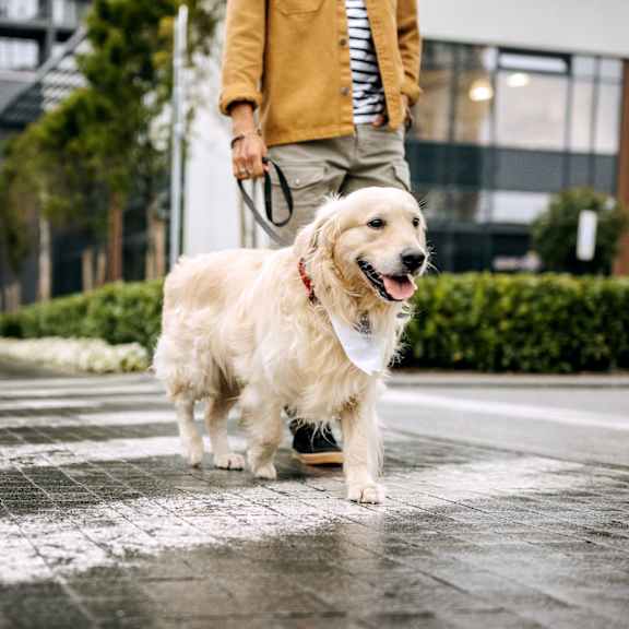 A man walking a happy looking golden retriever on a leash.