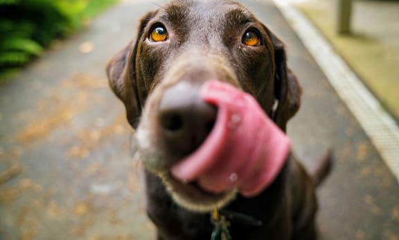 a chocolate labrador retriever with its tongue out