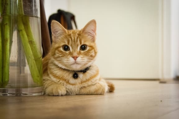 a cat laying on the floor next to a vase