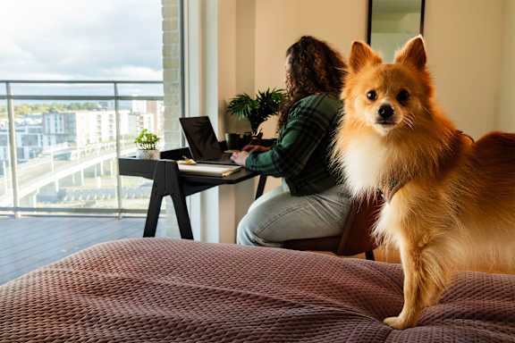 A woman is sitting at a desk with a laptop and a small dog is standing next to her.