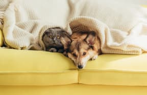 a cat and a dog laying under a blanket on a couch