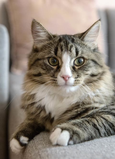 Cat Friendly at The Bluffs at Cherry Hills, Nebraska, 68122