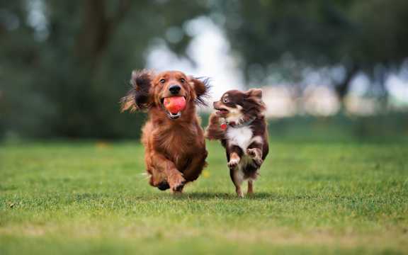 A dog is running with a ball in its mouth.