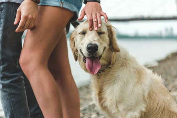 a woman petting a golden retriever dog on a beach