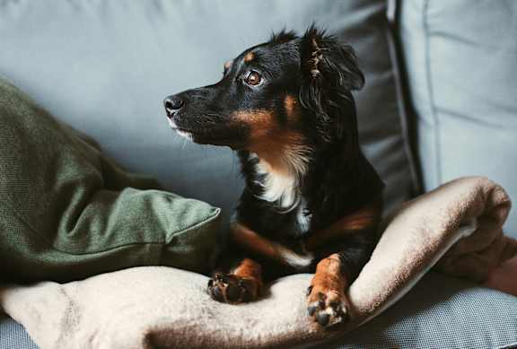A black and tan dog is sitting on a couch with a green pillow.
