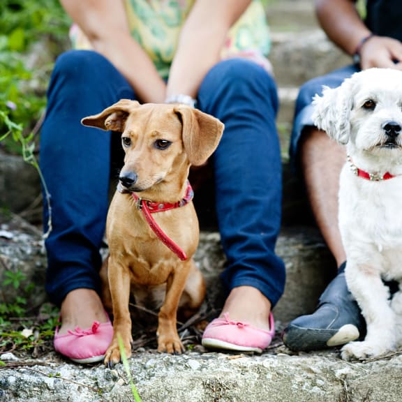 Young Couple Sitting with Their Dogs