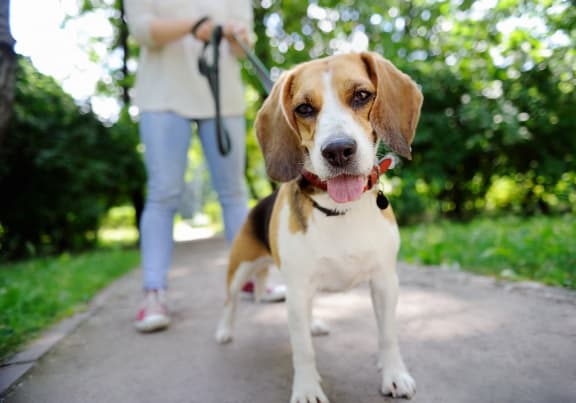 Beagle on Walk at Huntington Apartments, Morrisville, 27560