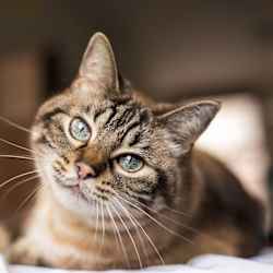 A tabby cat with blue eyes is lying down and looking up.