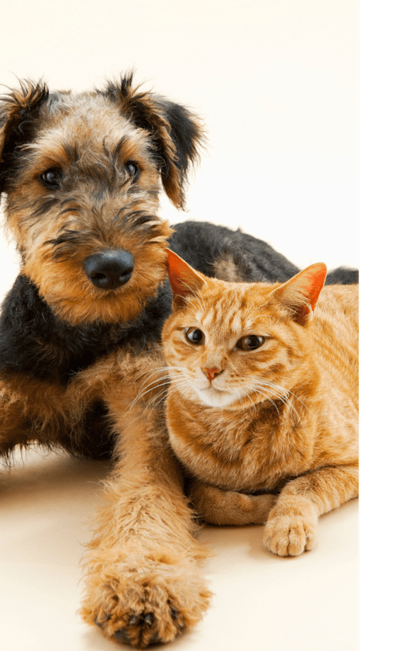 A dog and a cat are sitting together.