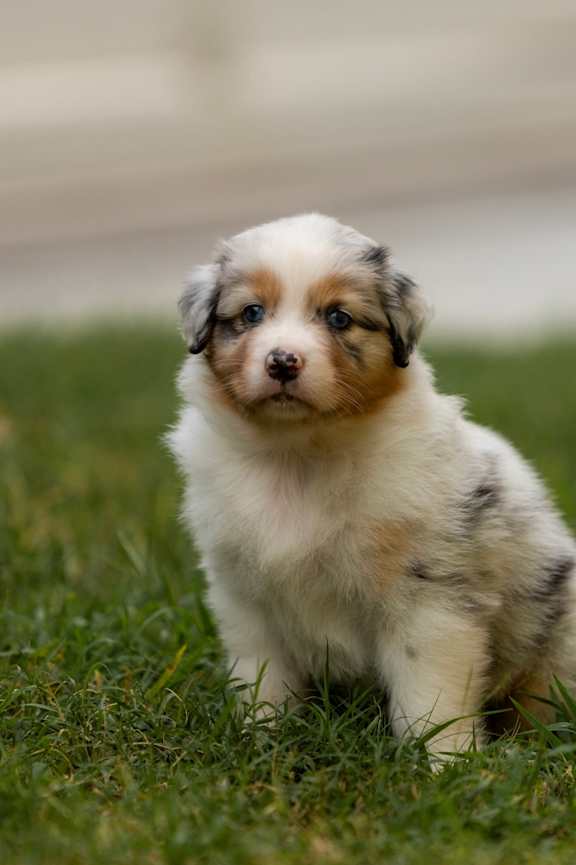 A small, fluffy, white and brown puppy is sitting on the grass.