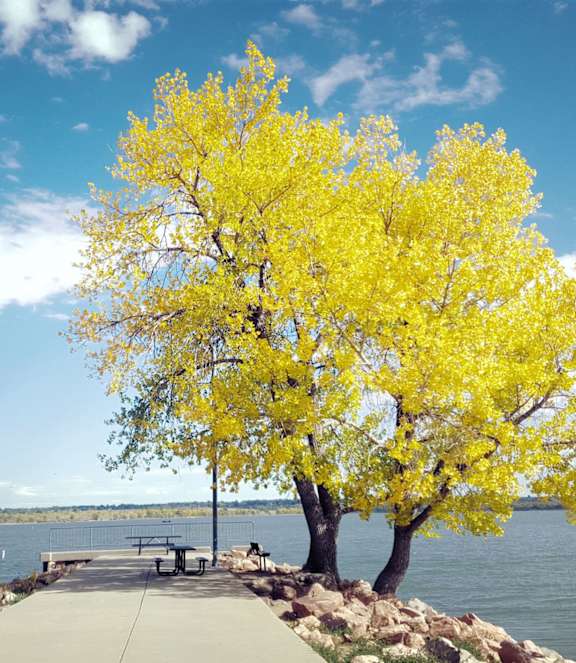 A tree with yellow leaves stands next to a body of water.