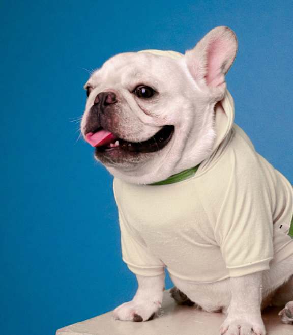 A white dog with a green collar is sitting on a platform.